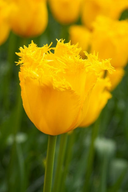 Tulipa 'Hamilton' - Tulpe