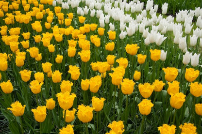 Tulipa 'Hamilton' - Tulpe