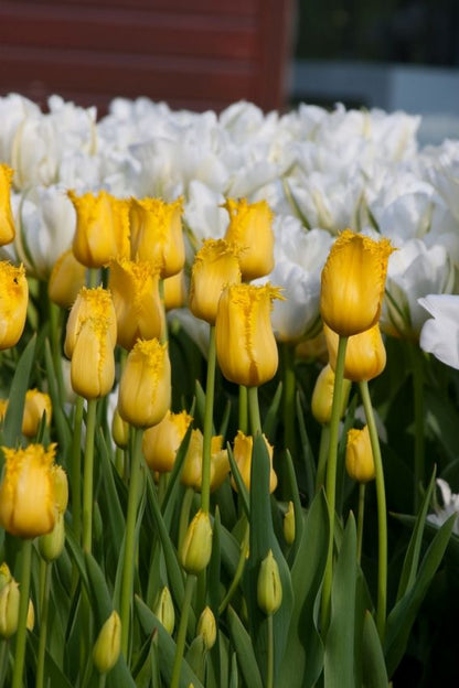 Tulipa 'Hamilton' - Tulpe