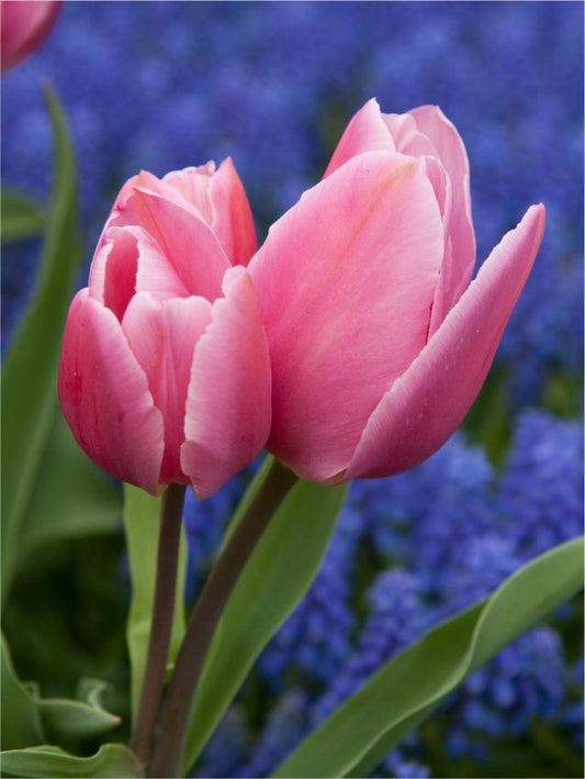 Tulpen Happy family