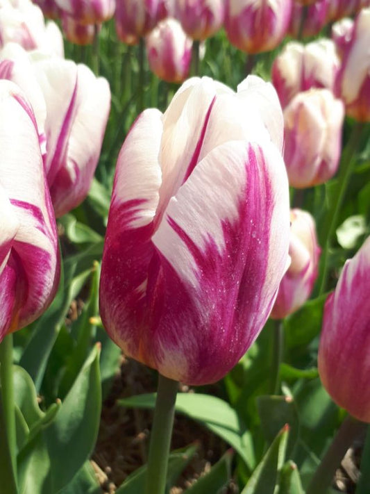 Tulpen Happy feet