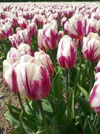Tulpe 'Happy Feet' - 25 Stück