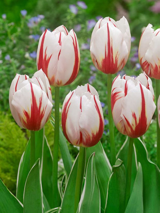 Tulpen Happy generation