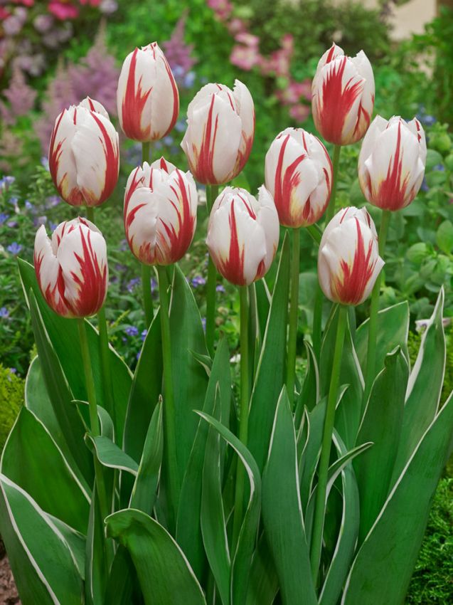 Tulpe 'Happy Generation' - 25 Stück