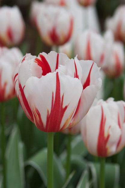 Tulpe 'Happy Generation' - 25 Stück
