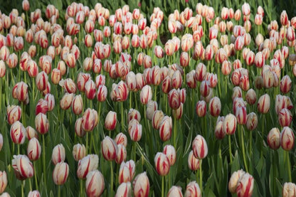 Tulpe 'Happy Generation' - 25 Stück