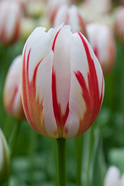 Tulpe 'Happy Generation' - 25 Stück