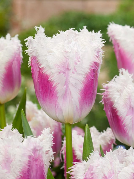 Tulpen Hawaii