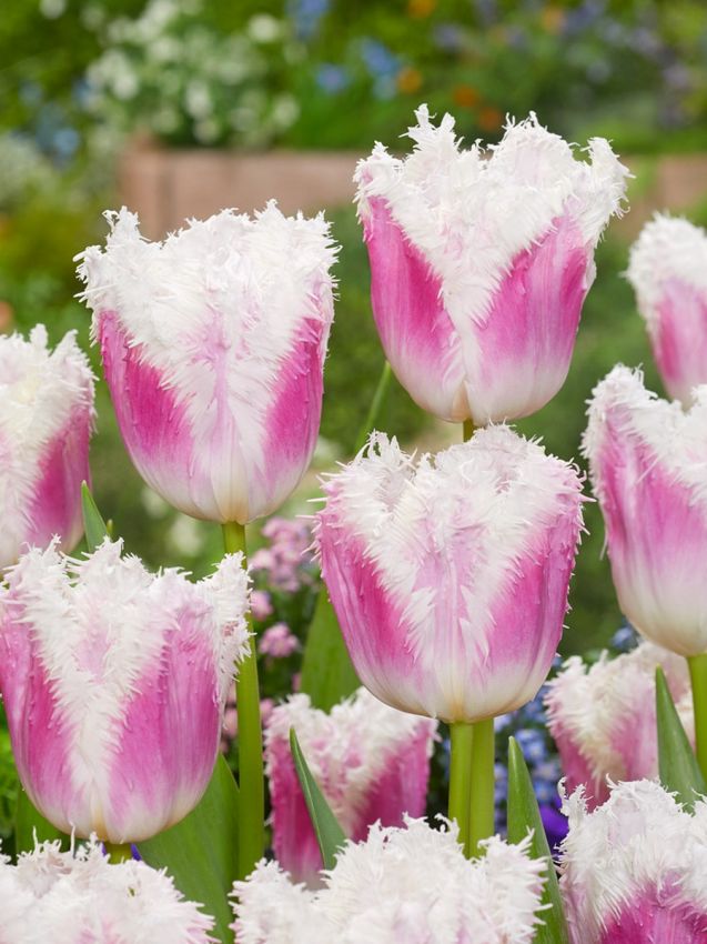 Tulipa 'Hawaii' - Tulpe
