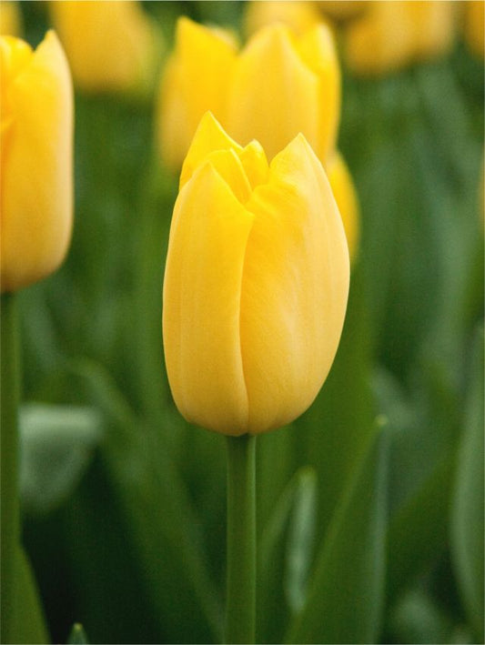 Tulpen Hella lights