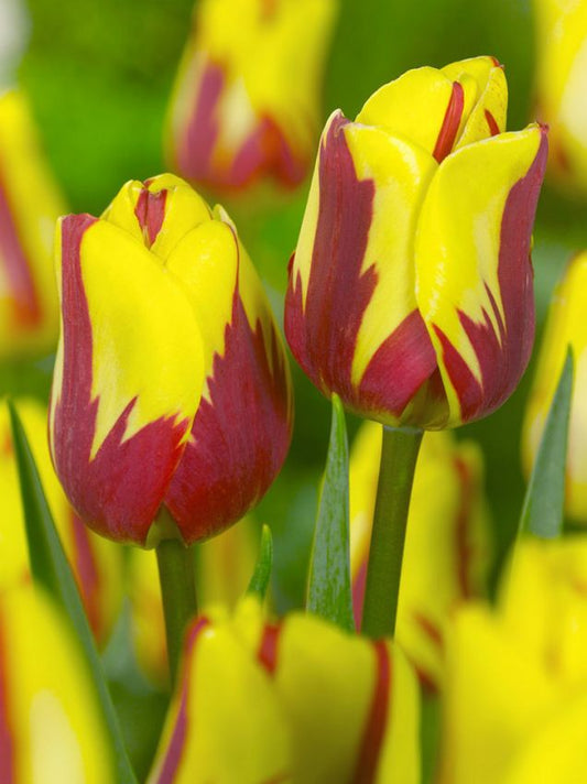 Tulpen Helmar