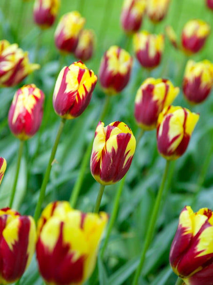 Tulpe 'Helmar' - 15 Stück
