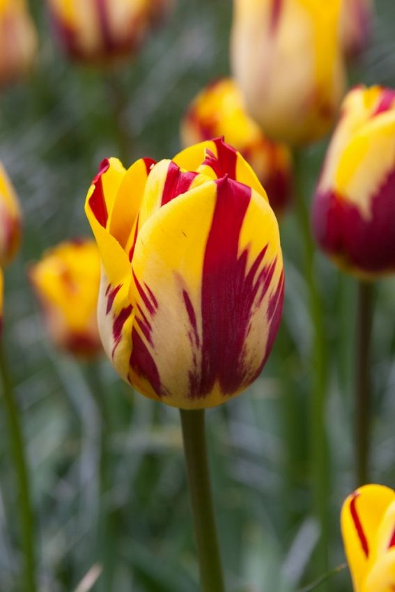 Tulpe 'Helmar' - 15 Stück