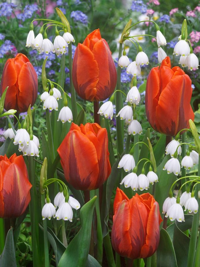 Knotenblume 'Gravetye Giant' - 25 Stück