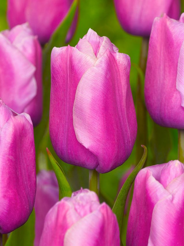 Tulpen Holland beauty