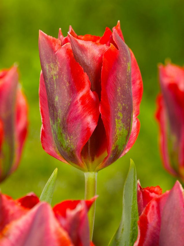 Tulpen Hollywood