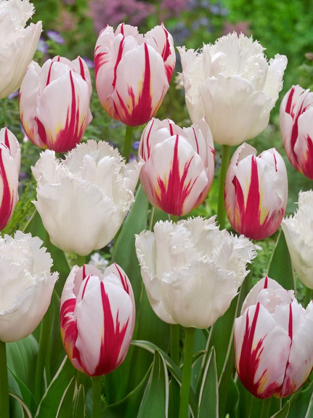 Tulpe 'Happy Generation' - 25 Stück