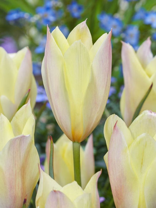 Tulpen Honky tonk