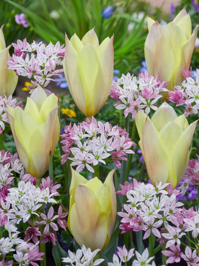 Tulpe 'Honky Tonk' - 25 Stück