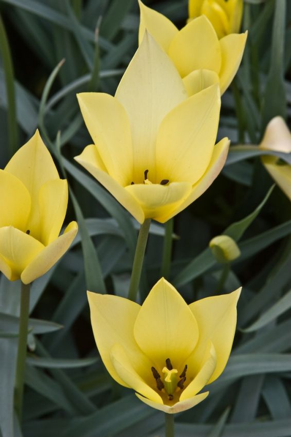 Tulpe 'Honky Tonk' - 25 Stück