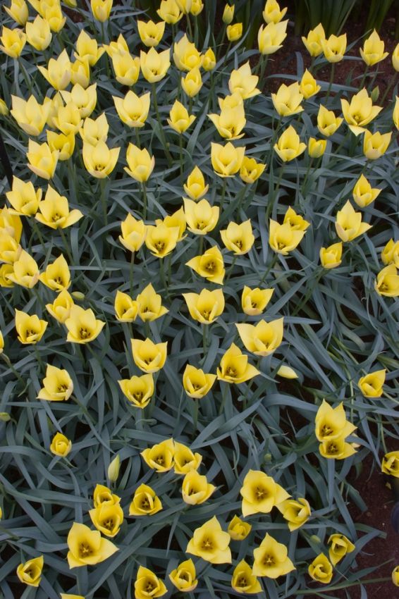 Tulpe 'Honky Tonk' - 25 Stück