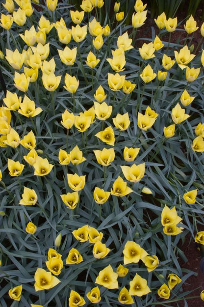 Tulpe 'Honky Tonk' - 25 Stück