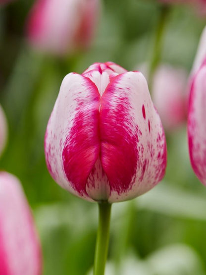 Tulpe 'Hotpants' - 20 Stück