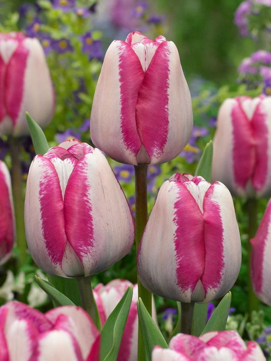 Tulpen Hotpants