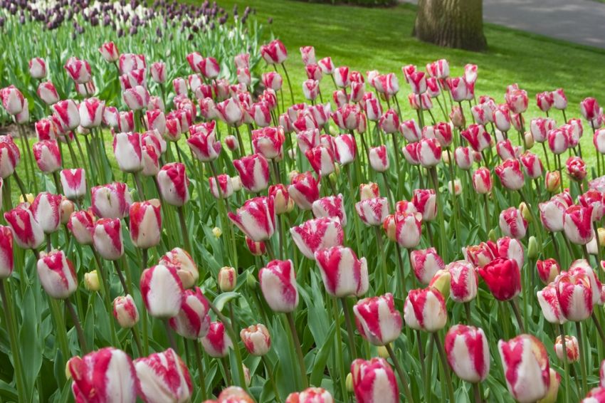 Tulpe 'Hotpants' - 20 Stück