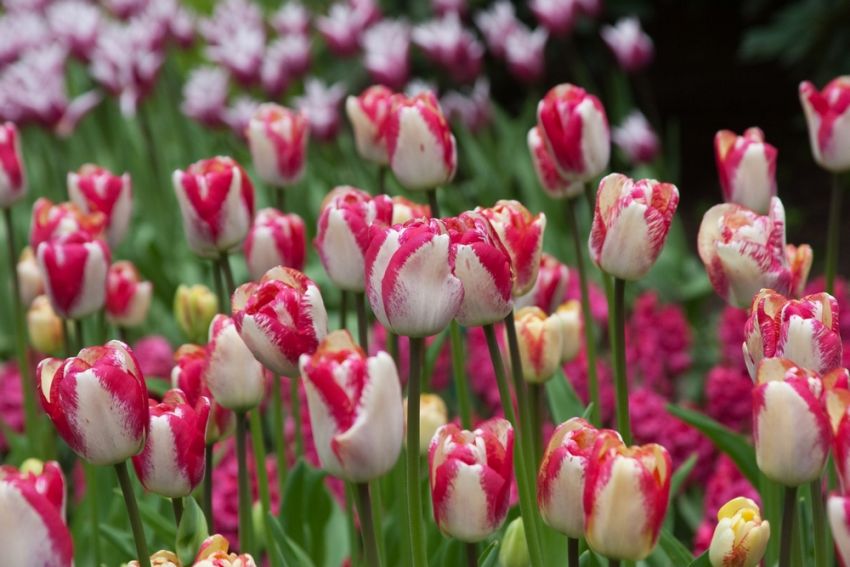Tulpe 'Hotpants' - 20 Stück