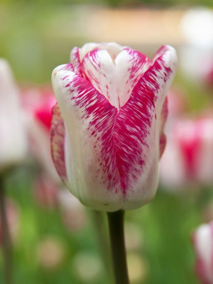 Tulpe 'Hotpants' - 20 Stück