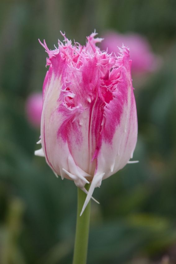 Tulpe 'Huis Ten Bosch' - 20 Stück