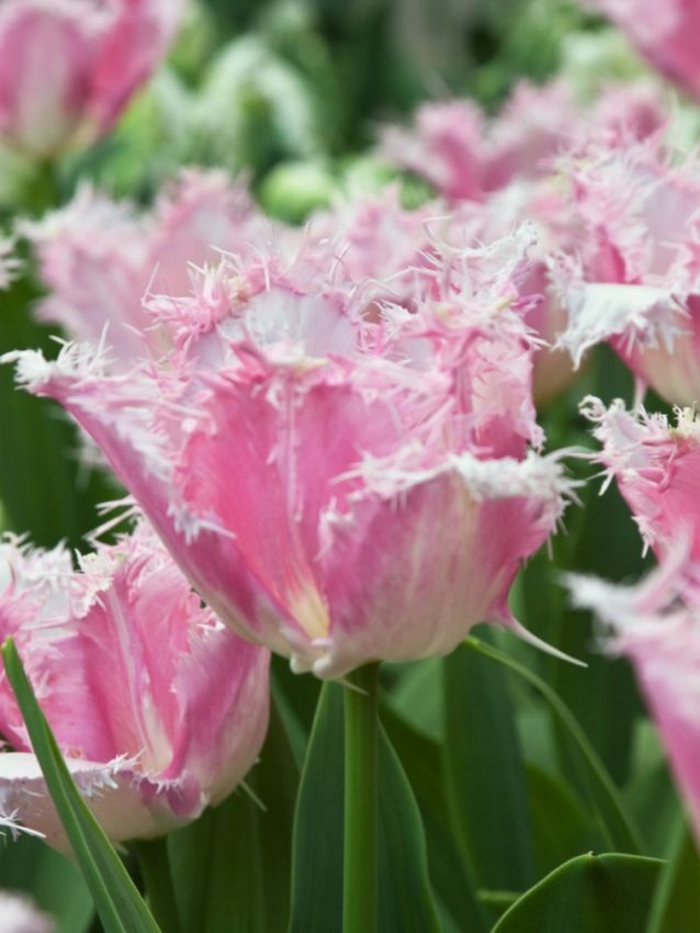 Tulpe 'Huis Ten Bosch' - 20 Stück