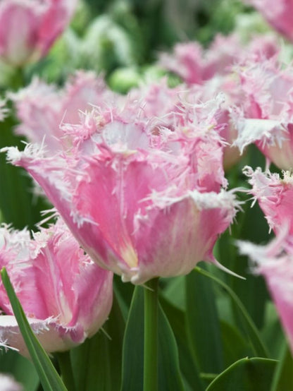 Tulpe 'Huis Ten Bosch' - 20 Stück