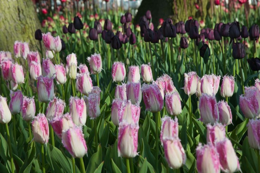 Tulpe 'Huis Ten Bosch' - 20 Stück