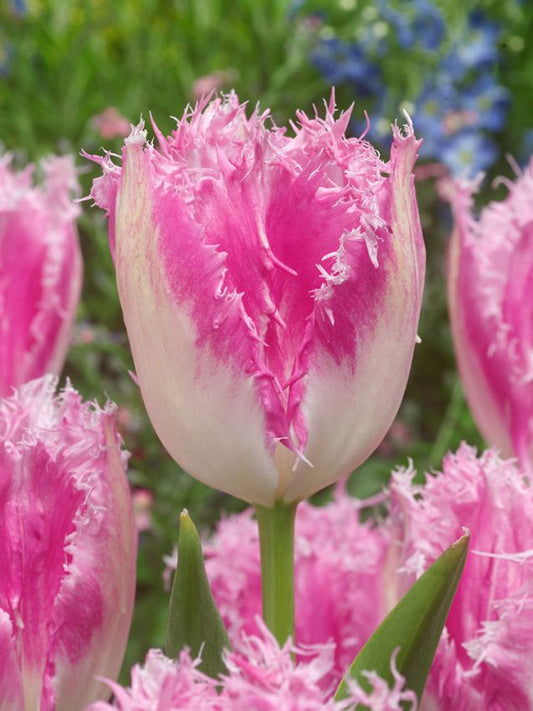 Tulpen Huis ten bosch