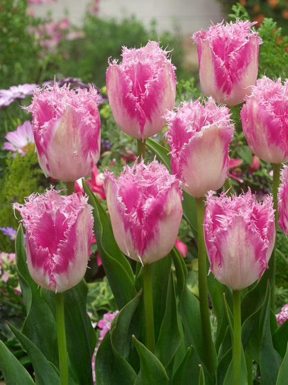 Tulpe 'Huis Ten Bosch' - 20 Stück