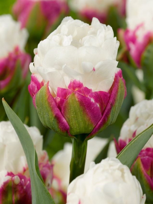 Tulpen Ice cream