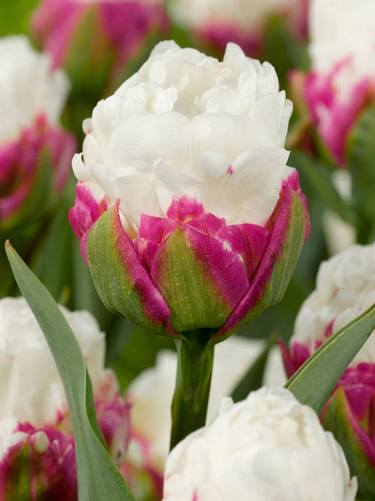 Tulpen Ice cream