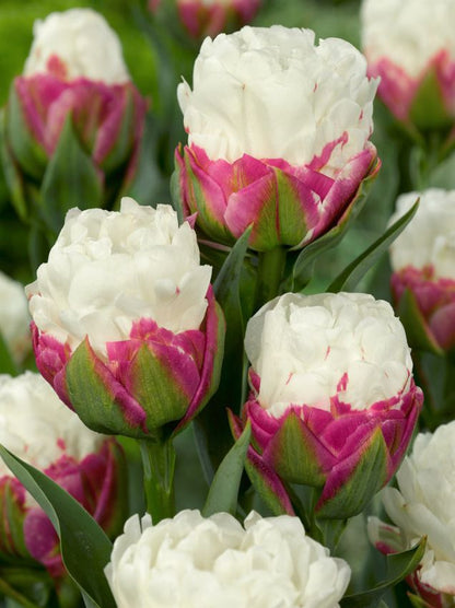 Tulpe 'Ice Cream' - 20 Stück