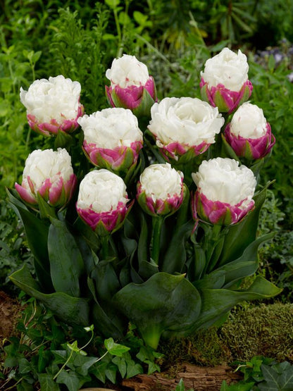 Tulpe 'Ice Cream' - 20 Stück