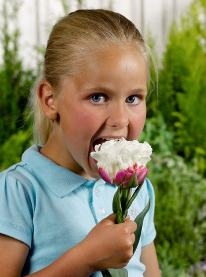 Tulpe 'Ice Cream' - 20 Stück