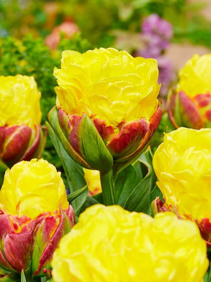 Tulpen Ice cream banana