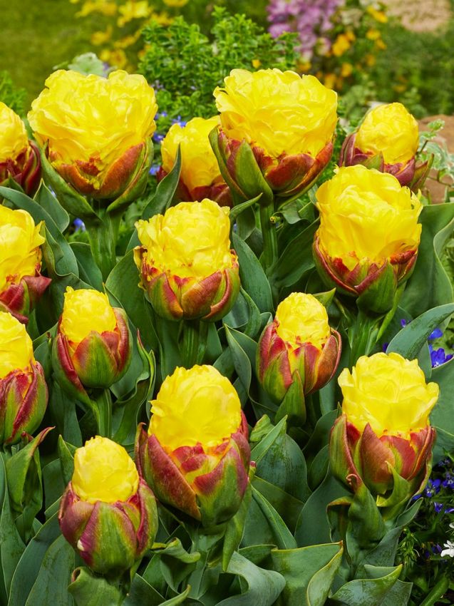 Tulpe 'Ice Cream Banana' - 9 Stück