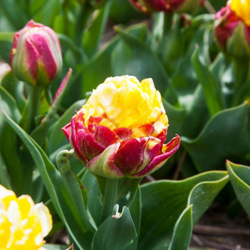 Tulpe 'Ice Cream Banana' - 9 Stück