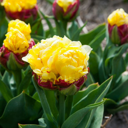 Tulpe 'Ice Cream Banana' - 9 Stück