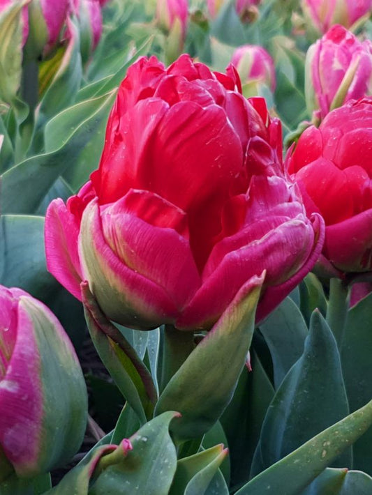 Tulpen Ice cream cranberry