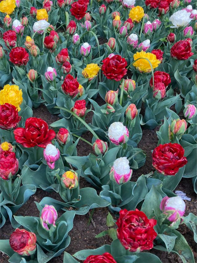 Tulpe 'Ice Cream Mix' - 24 Stück
