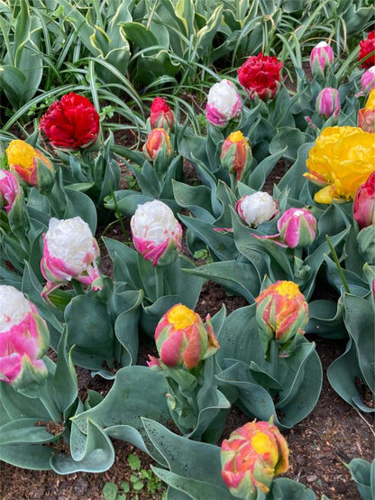 Tulpe 'Ice Cream Mix' - 24 Stück