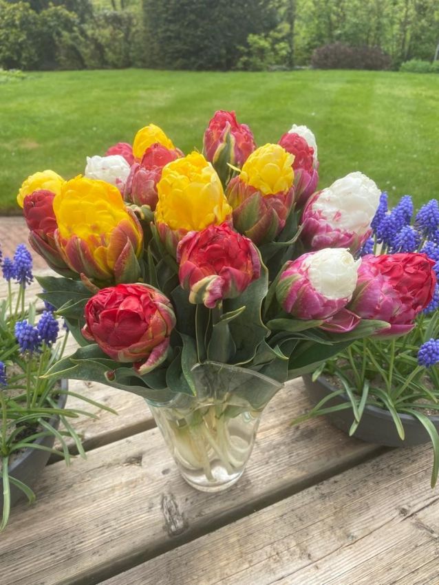 Tulpe 'Ice Cream Mix' - 24 Stück